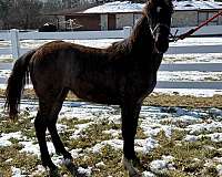 blue-roan-tennessee-walking-horse