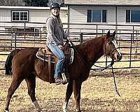 trail-riding-quarter-horse