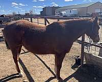 ridden-western-quarter-horse