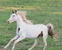 tobiano-medicine-hat-horse