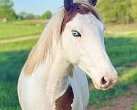 blue-eyed-flashy-gelding