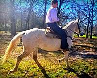 ranch-quarter-horse