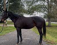 hunter-rescue-thoroughbred-horse