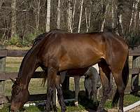 thoroughbred-horse-for-sale