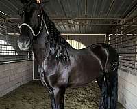 black-perlino-andalusian-stallion