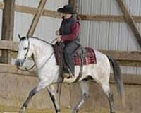 beginner-quarter-horse