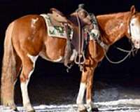 all-around-quarter-horse