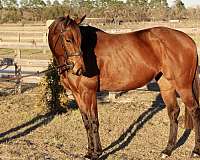 thoroughbred-mare