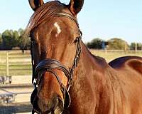 thoroughbred-horse-for-sale