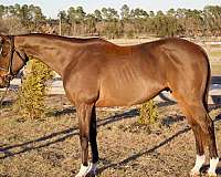 thoroughbred-gelding