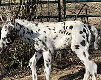 white-with-large-heart-butterfly-shaped-shops-horse