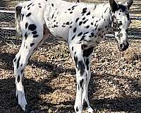 proformance-appaloosa-horse