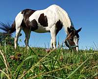 ridden-western-paint-horse