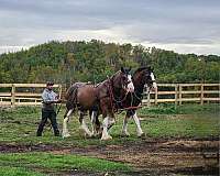 17-hand-clydesdale-horse