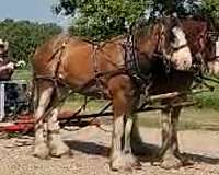 17-hand-clydesdale-gelding