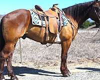 all-around-draft-horse