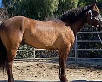 flashy-draft-horse