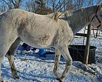 thoroughbred-horse-for-sale