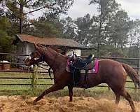 thoroughbred-horse-for-sale