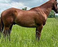 trail-quarter-horse