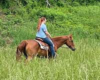 family-quarter-horse