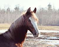 left-fore-stocking-right-stocking-lower-inside-hind-sock-higher-inside-horse