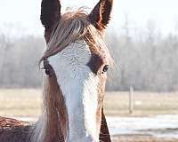 chestnut-dark-eyes-horse