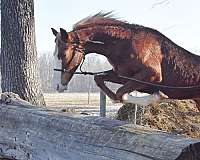 chestnut-left-fore-stocking-right-stocking-lower-inside-hind-sock-higher-inside-horse