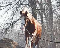 left-fore-stocking-right-stocking-lower-inside-hind-sock-higher-inside