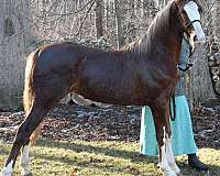 chestnut-blaze-horse