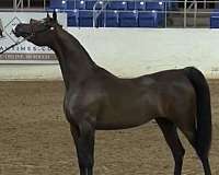 athletic-arabian-horse