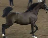 breeding-arabian-horse