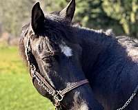 pony