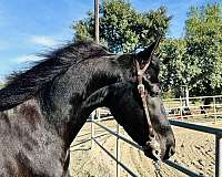 hunter-show-morgan-horse