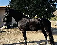 black-hunter-show-horse