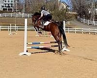 athletic-thoroughbred-horse