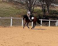 dressage-thoroughbred-horse