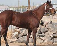 quarter-horse-for-sale