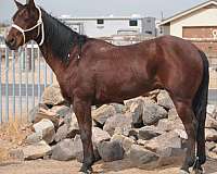 quarter-horse-gelding