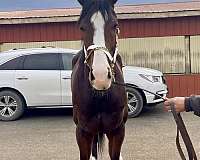 thoroughbred-horse-for-sale