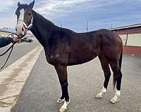 thoroughbred-gelding