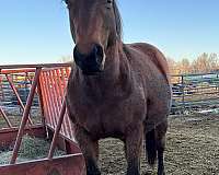 aqha-rollingcopperprairie-quarter-horse