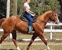 all-around-quarter-horse