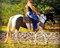 western-spotted-saddle-horse