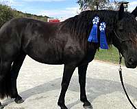 draft-friesian-horse