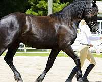 dressage-friesian-horse