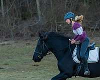 natural-horsemanship-training-friesian-horse