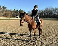 jumping-friesian-warmblood-horse