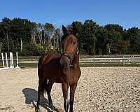 hunters-friesian-warmblood-horse