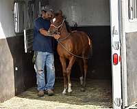 bay-colt-pinto-horse